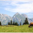 im schönen Toggenburg in der Schweiz