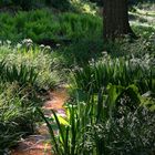 Im schönen Wiesengrunde