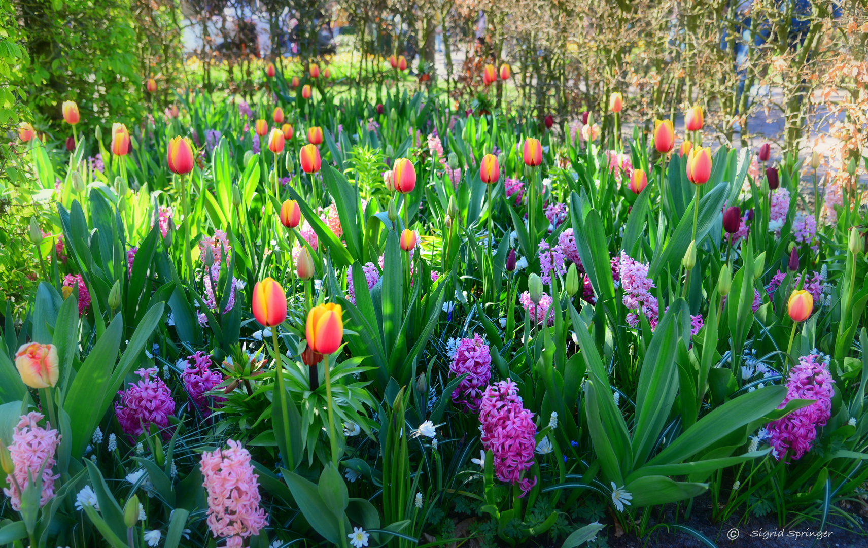 im schönsten Frühlingsgarten Europas....