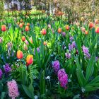 im schönsten Frühlingsgarten Europas....