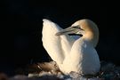 Helgoland