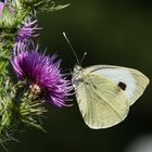 Im schönsten Sonnenschein