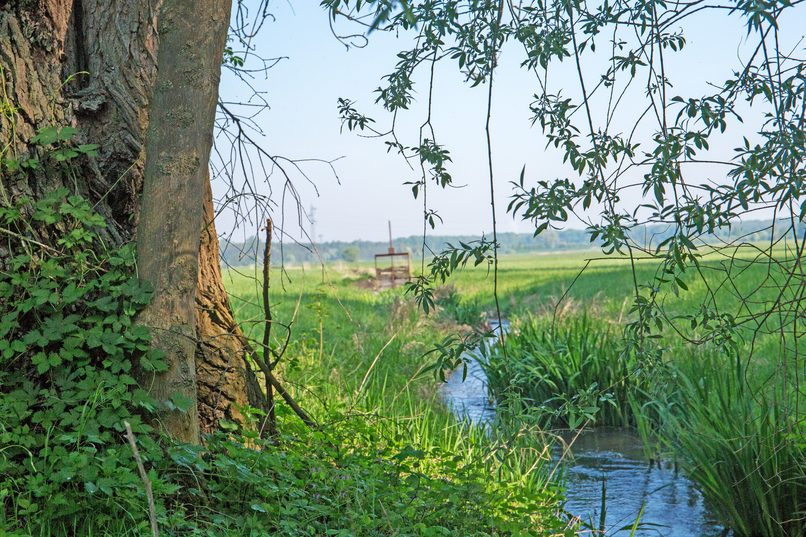 Im schönsten Wiesengrunde