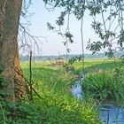 Im schönsten Wiesengrunde