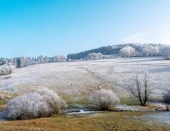 Im schönsten Wiesengrunde