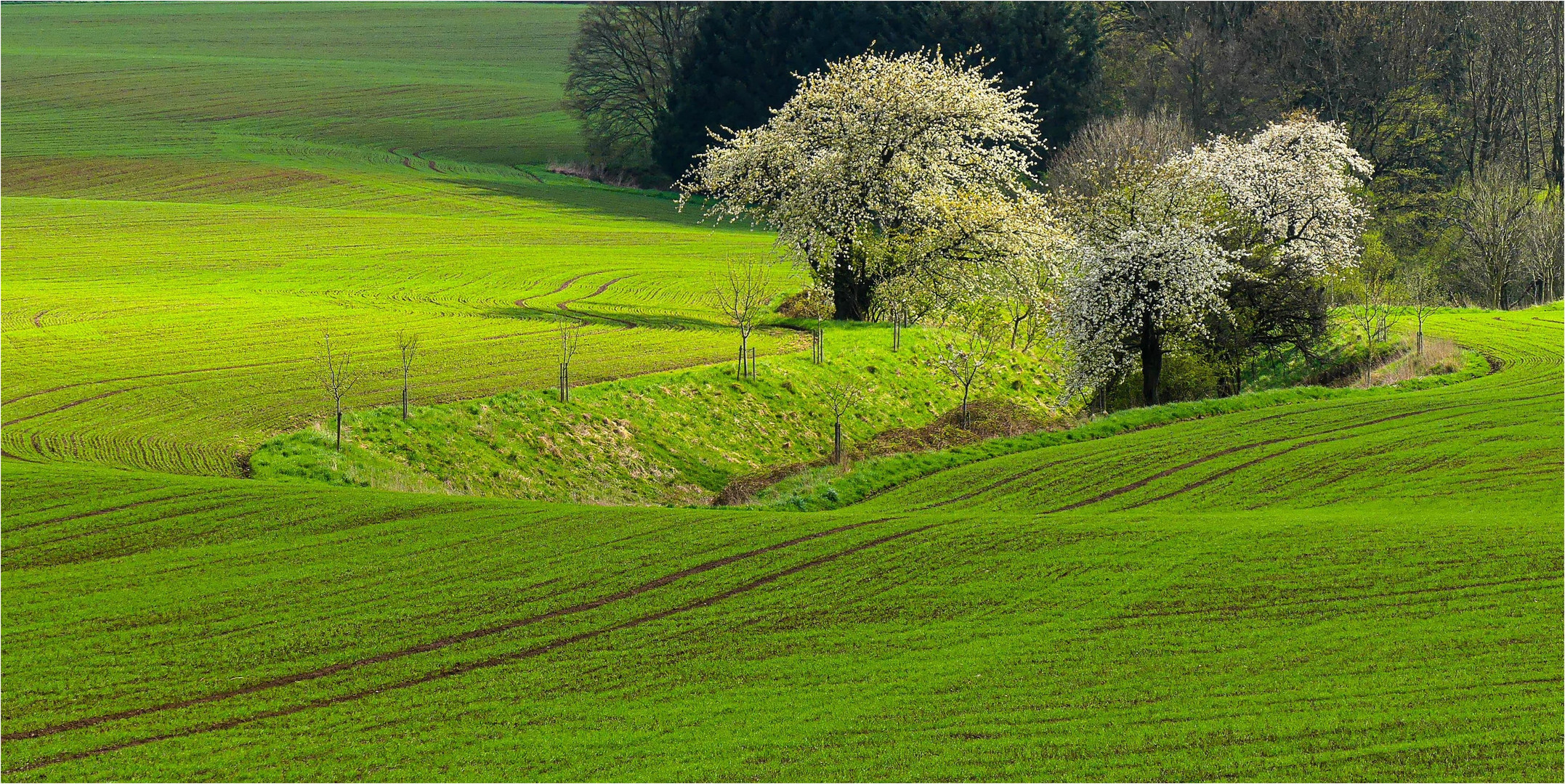 Im schönsten Wiesengrunde