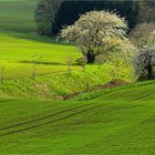 Im schönsten Wiesengrunde