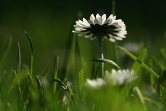 Im schönsten Wiesengrunde ------