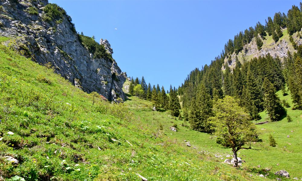 Im schönsten Wiesengrunde …