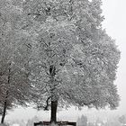 im schönsten Winterkleid