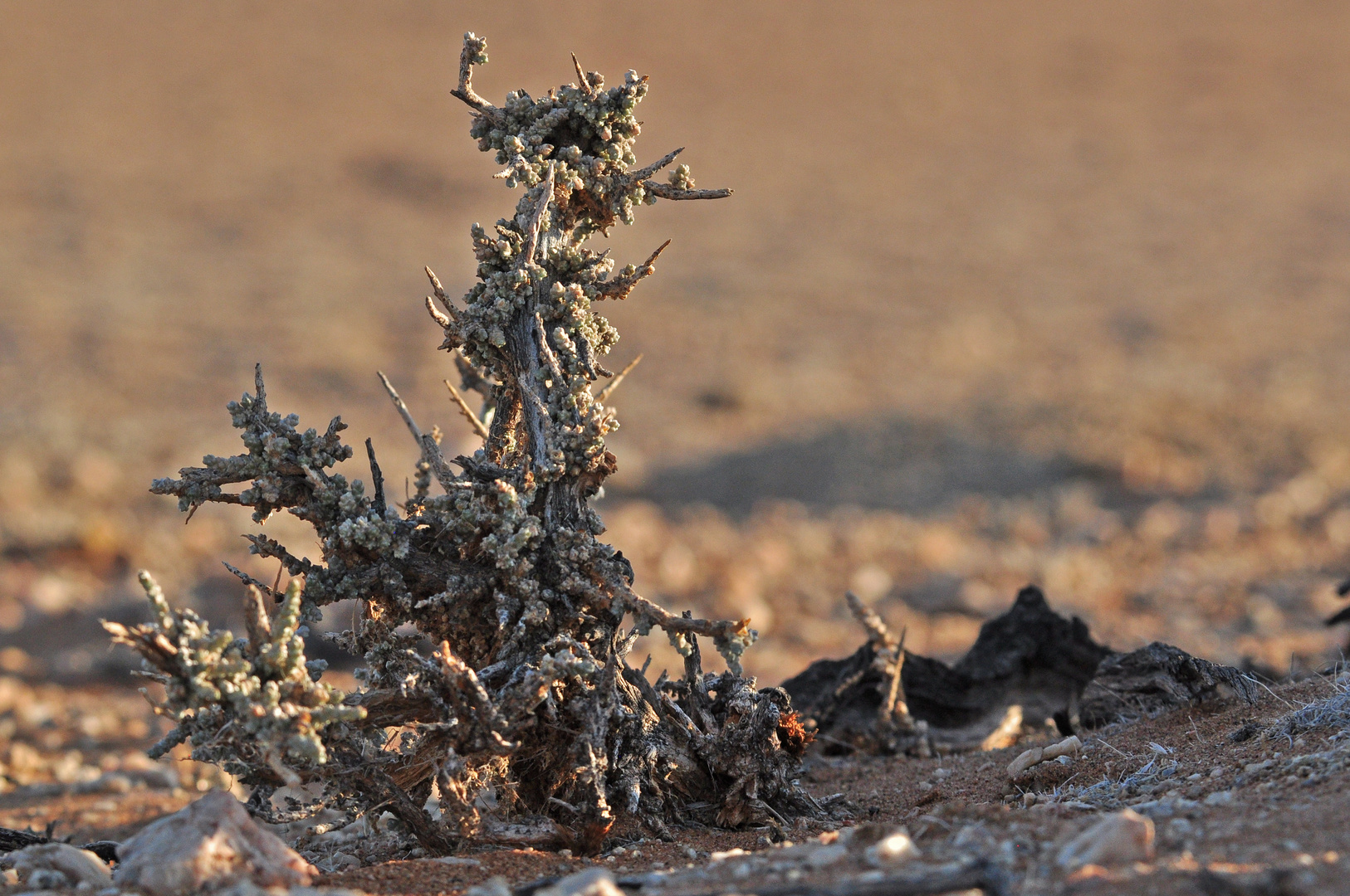 Im Schotter der Namib
