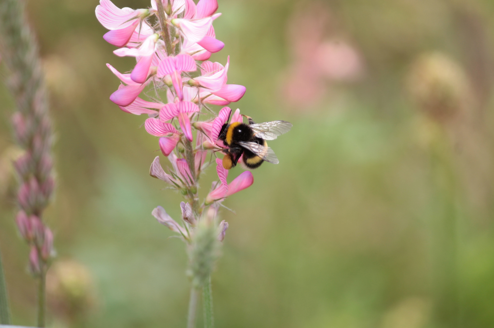 im Schrebergarten