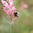 im Schrebergarten