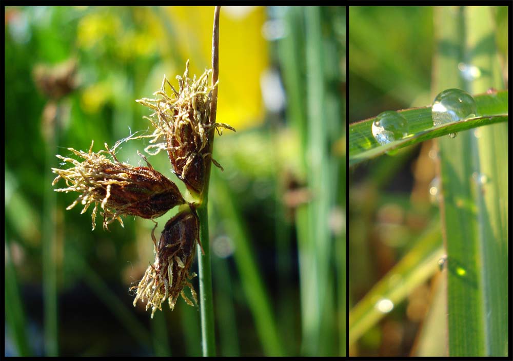 im Schrebergarten.