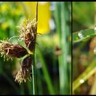 im Schrebergarten.