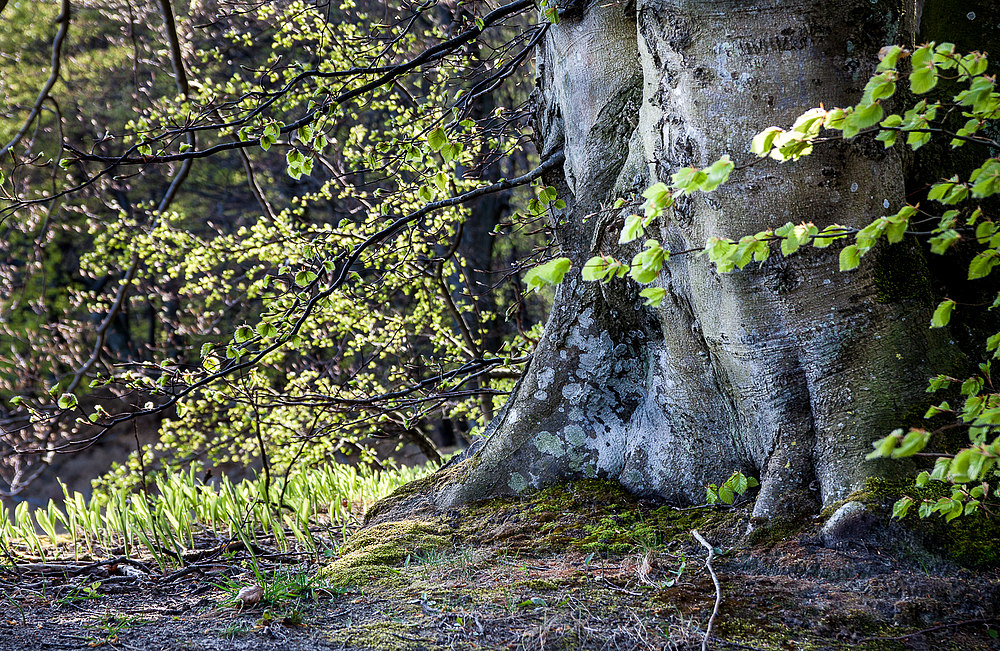 Im Schutz der Buche...