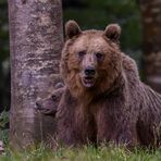 Im Schutz der Mutter...