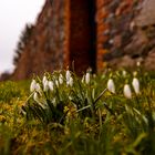 - Im Schutz der Stadtmauer -