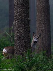 Im Schutz des Waldes ...