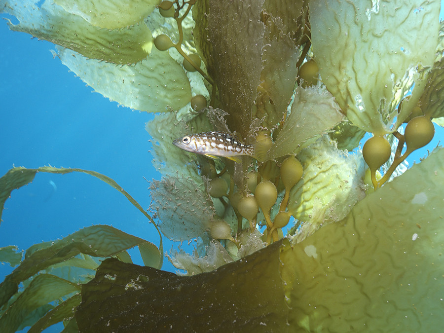 Im Schutz vom Kelp