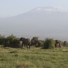 Im Schutz vom Kilimandscharo