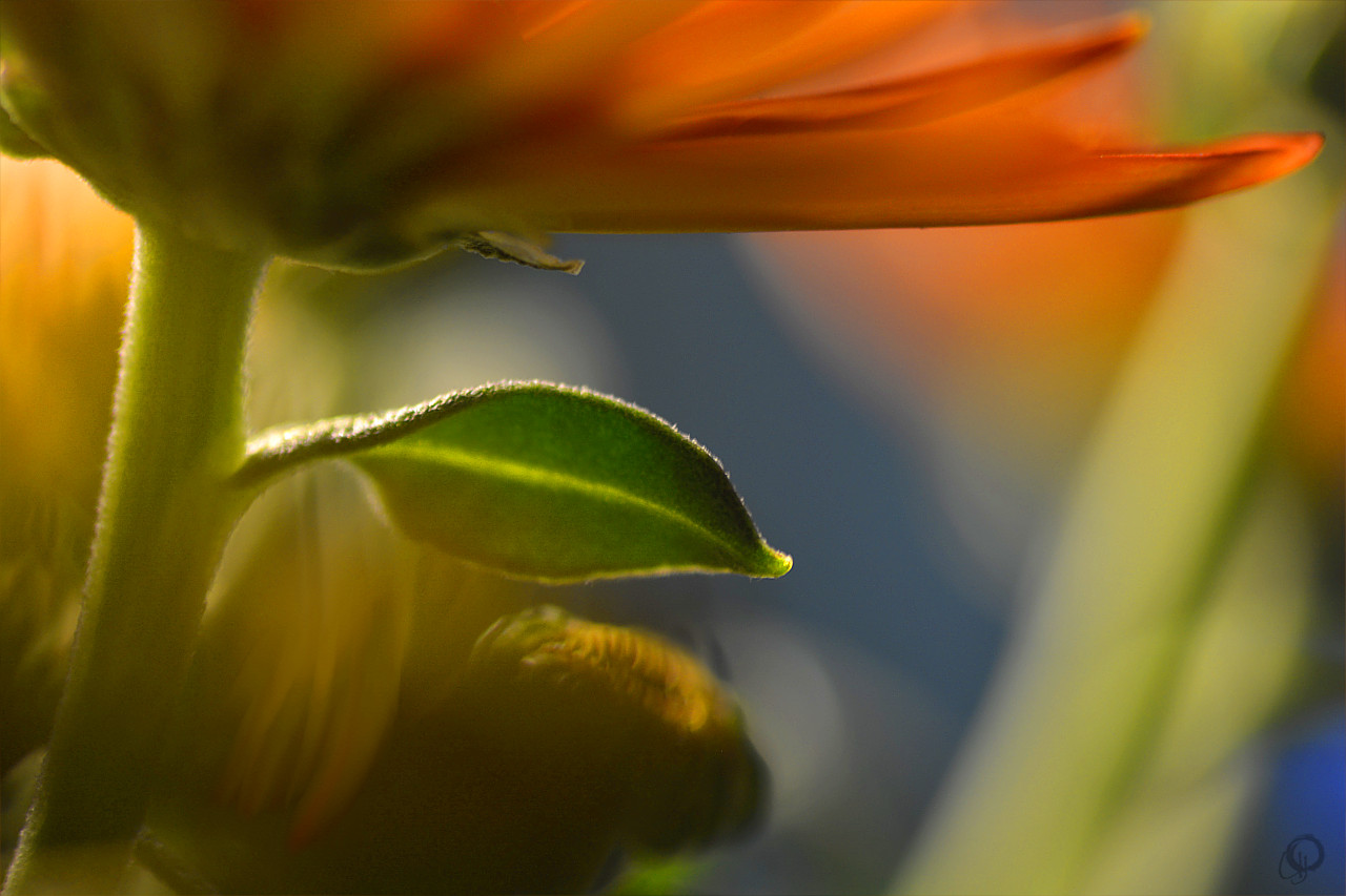 ... im Schutze der Blüte ...