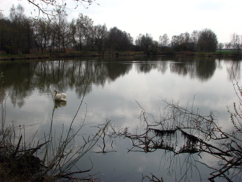 Im schwachen Gegenlicht an den Brietzer Teichen bei Salzwedel Foto