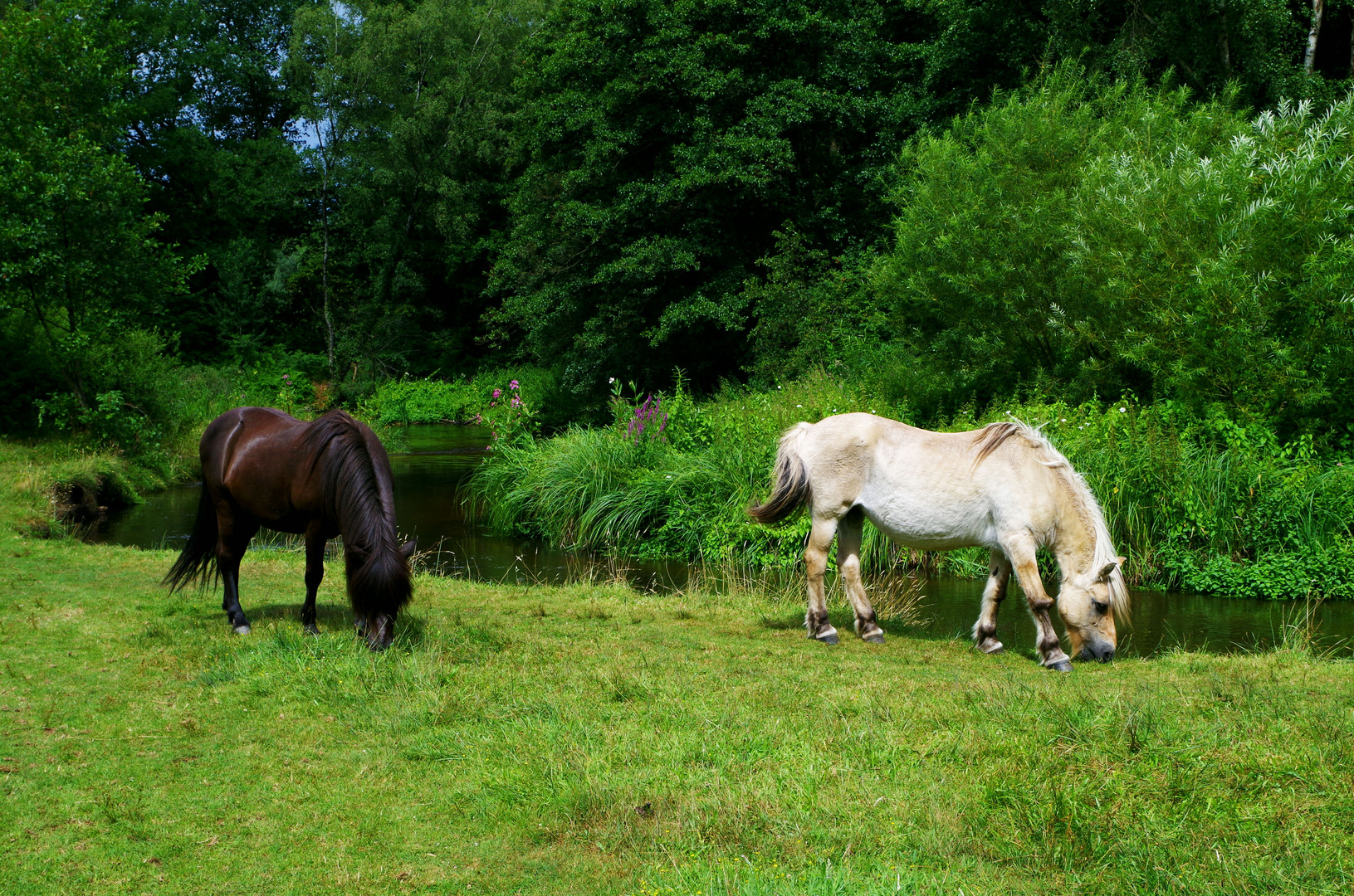 Im Schwalmbruch nahe Roermond NL