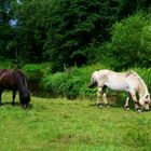 Im Schwalmbruch nahe Roermond NL