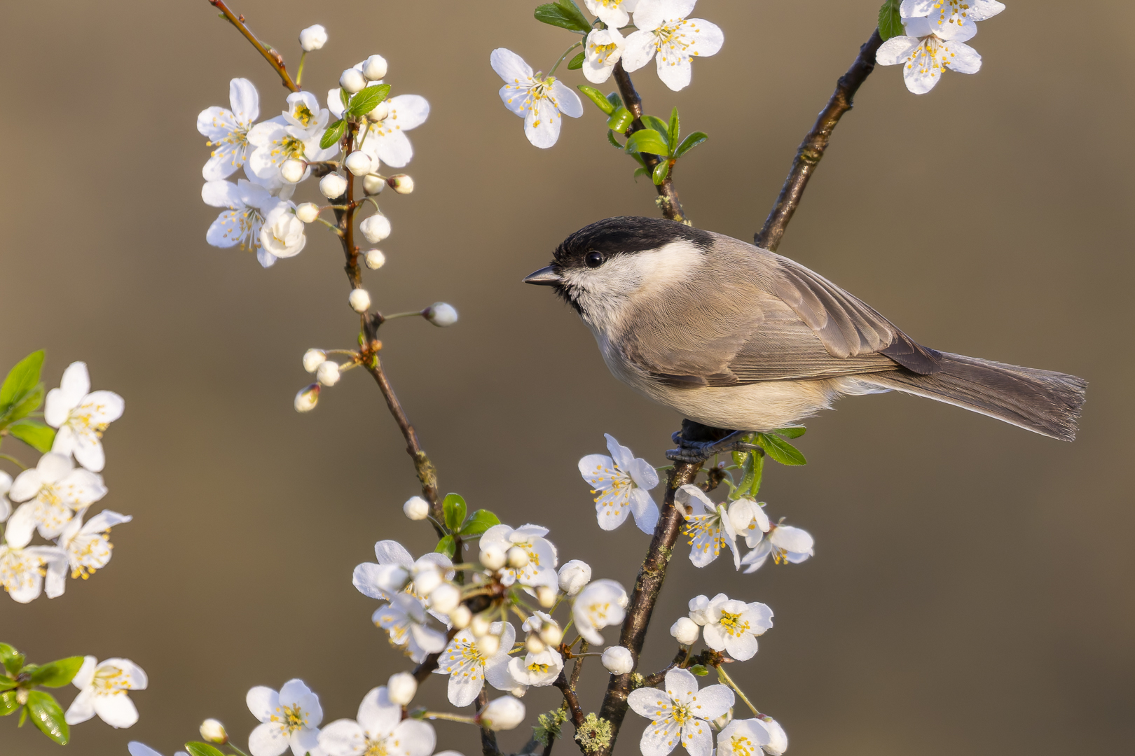 Im Schwarzdorn... Foto & Bild | frühling, natur, europa Bilder auf ...
