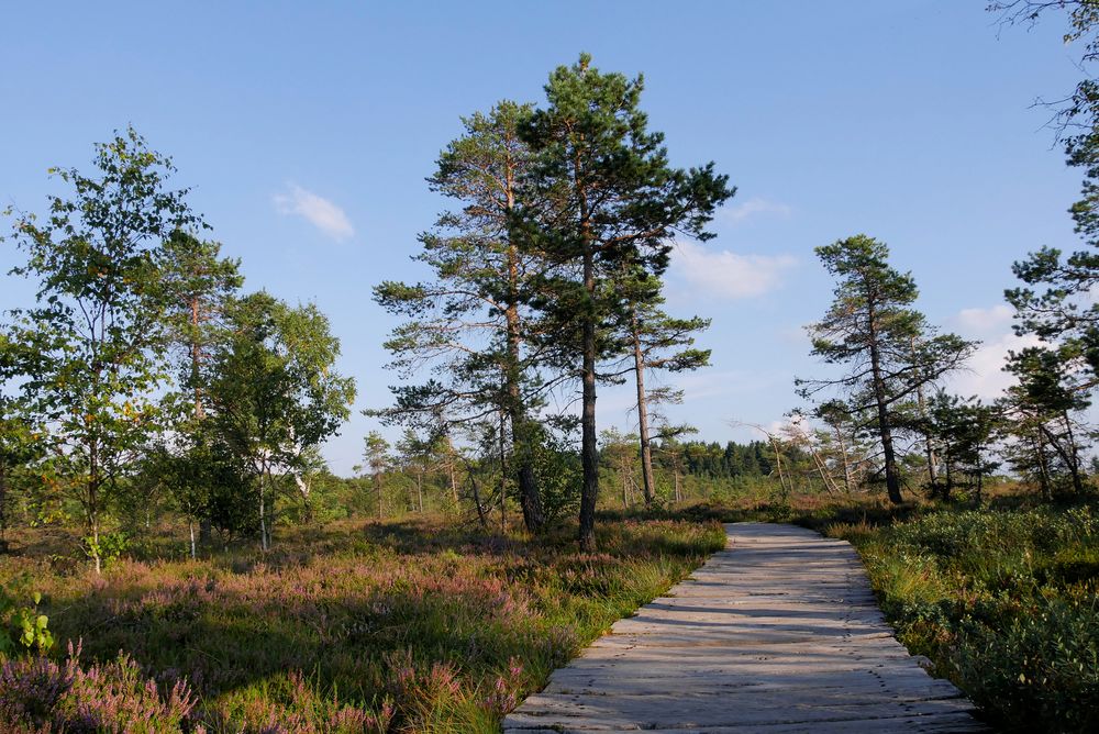 im schwarzen Moor