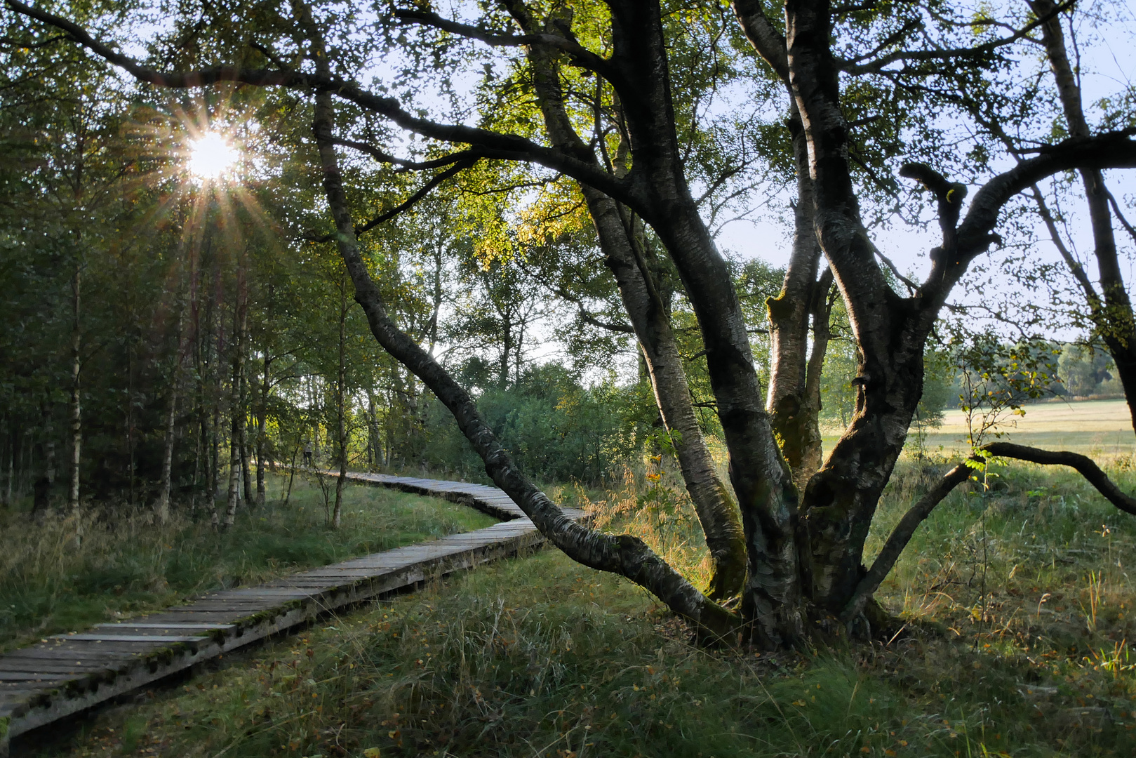 im schwarzen Moor