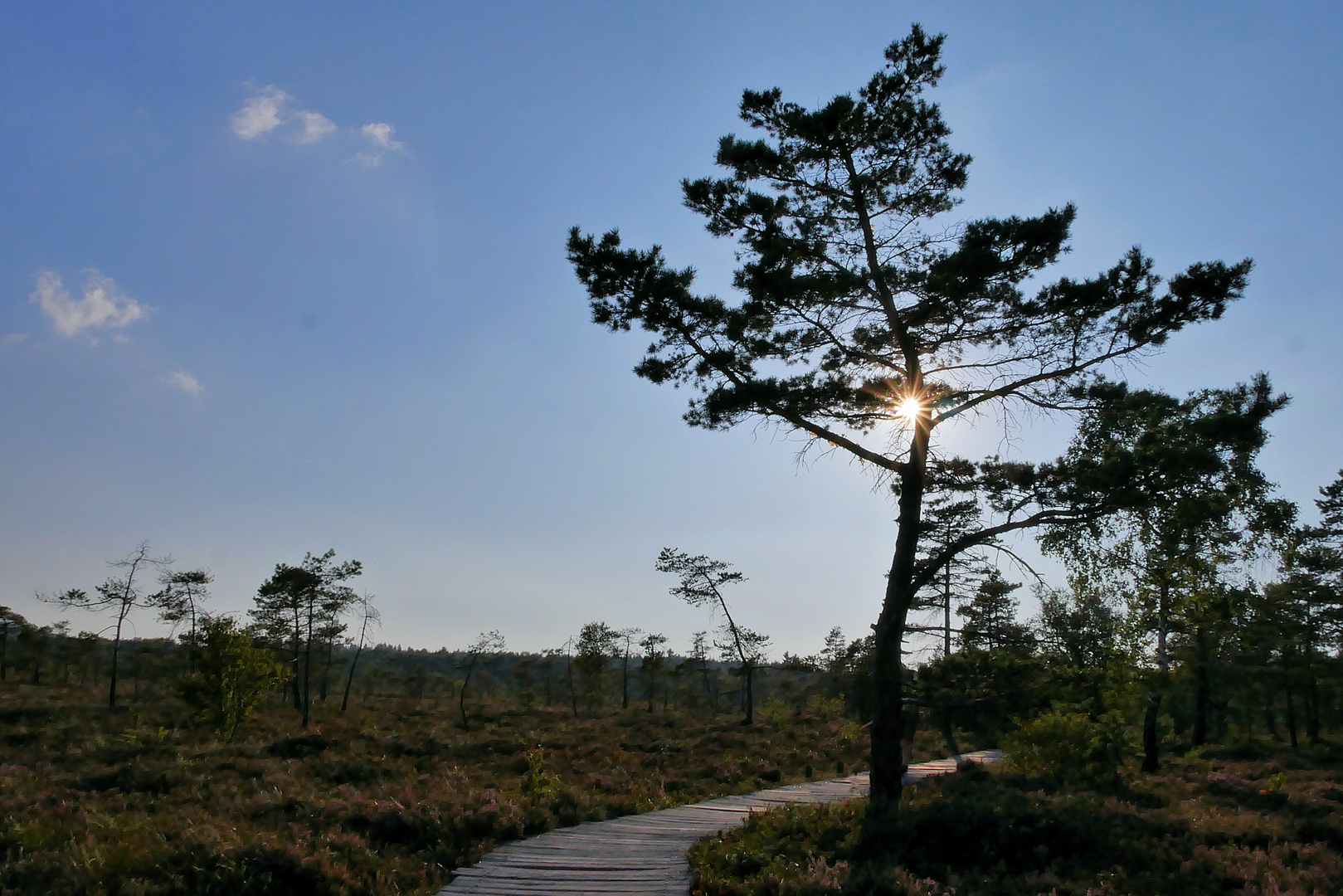 im schwarzen Moor