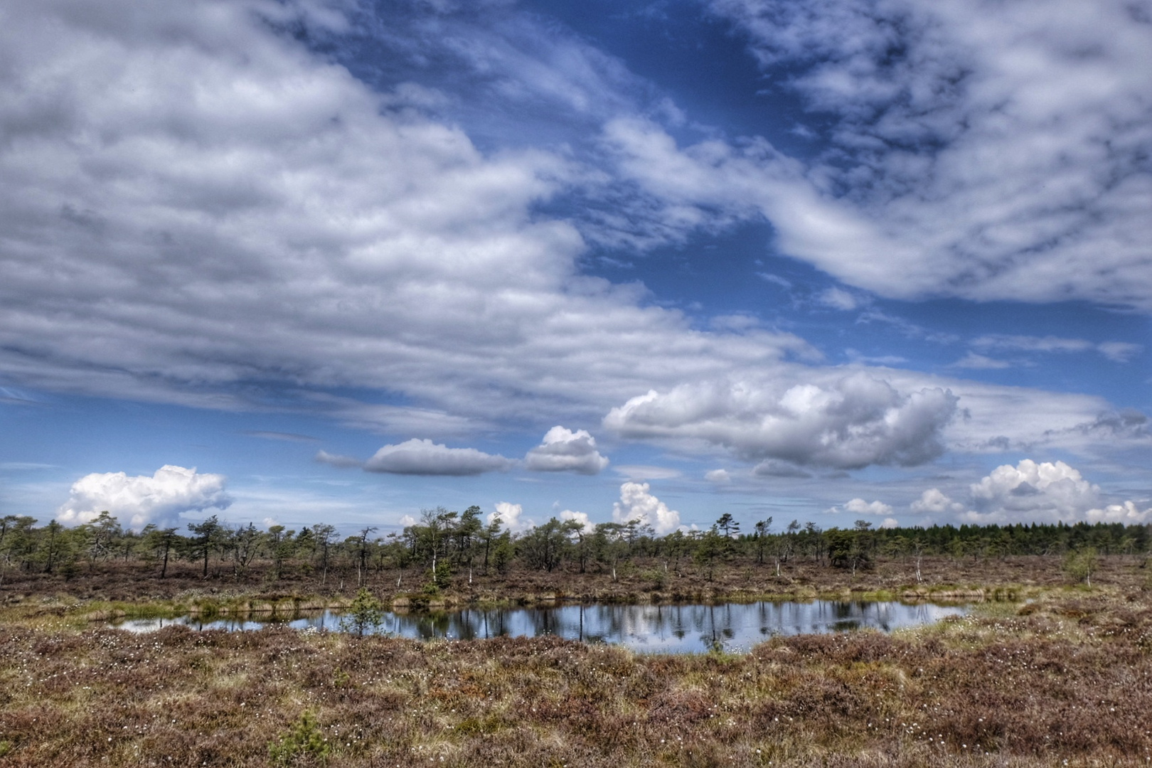 Im Schwarzen Moor