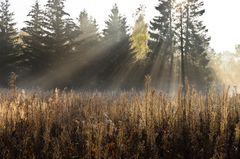 Im Schwarzen Moor