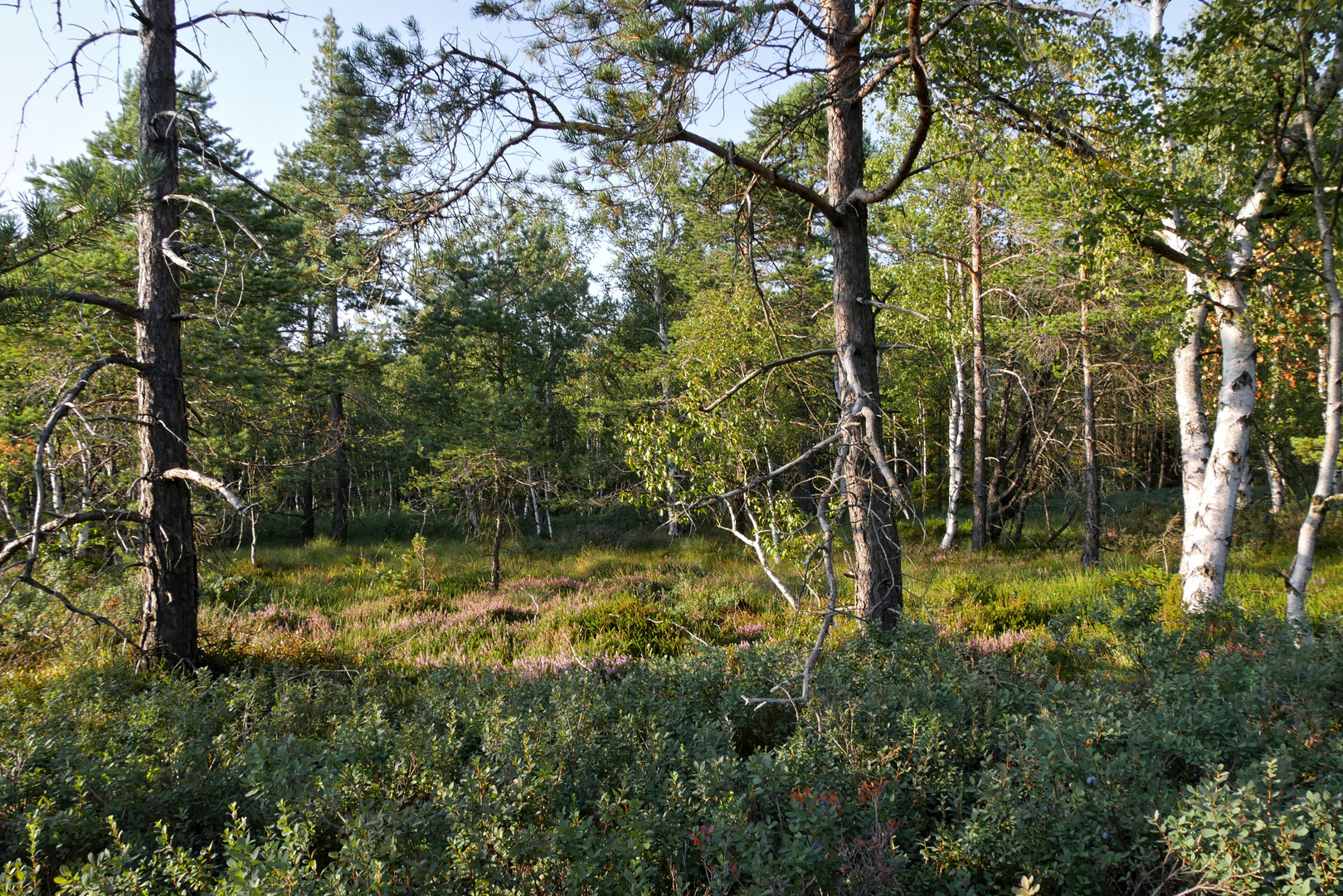 im schwarzen Moor