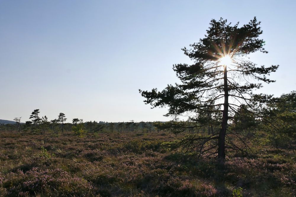 im schwarzen Moor