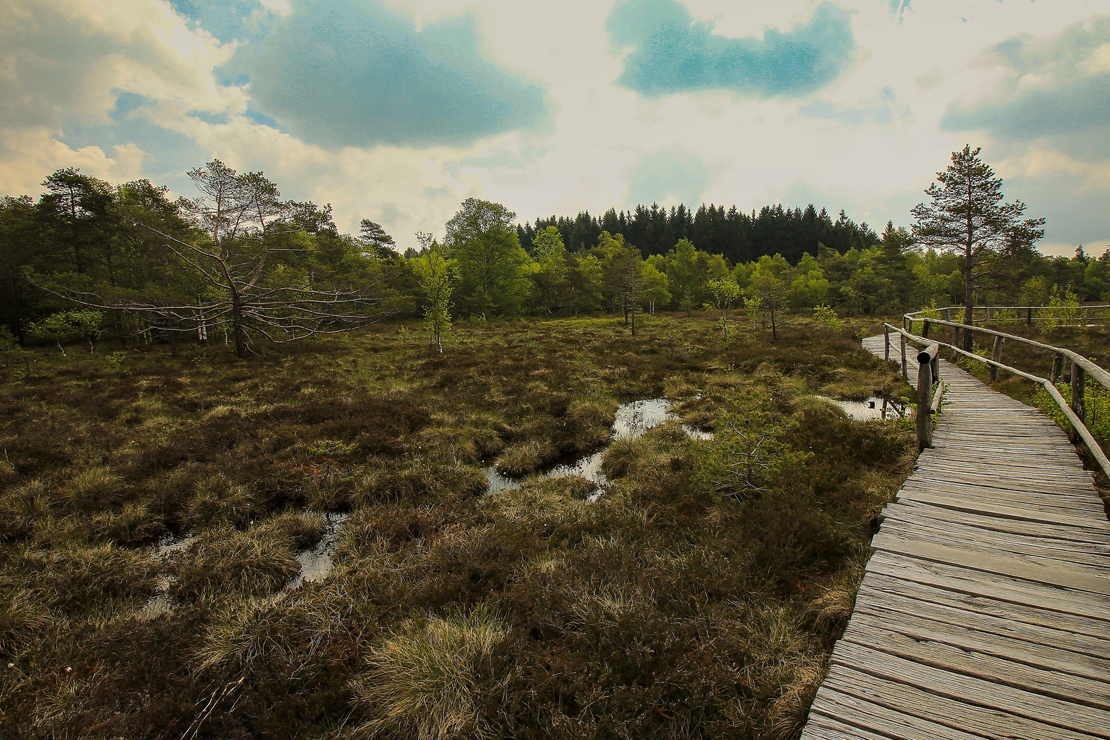 im schwarzen Moor Foto & Bild world, bäume, natur Bilder auf