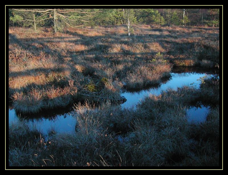 Im Schwarzen Moor