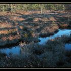 Im Schwarzen Moor