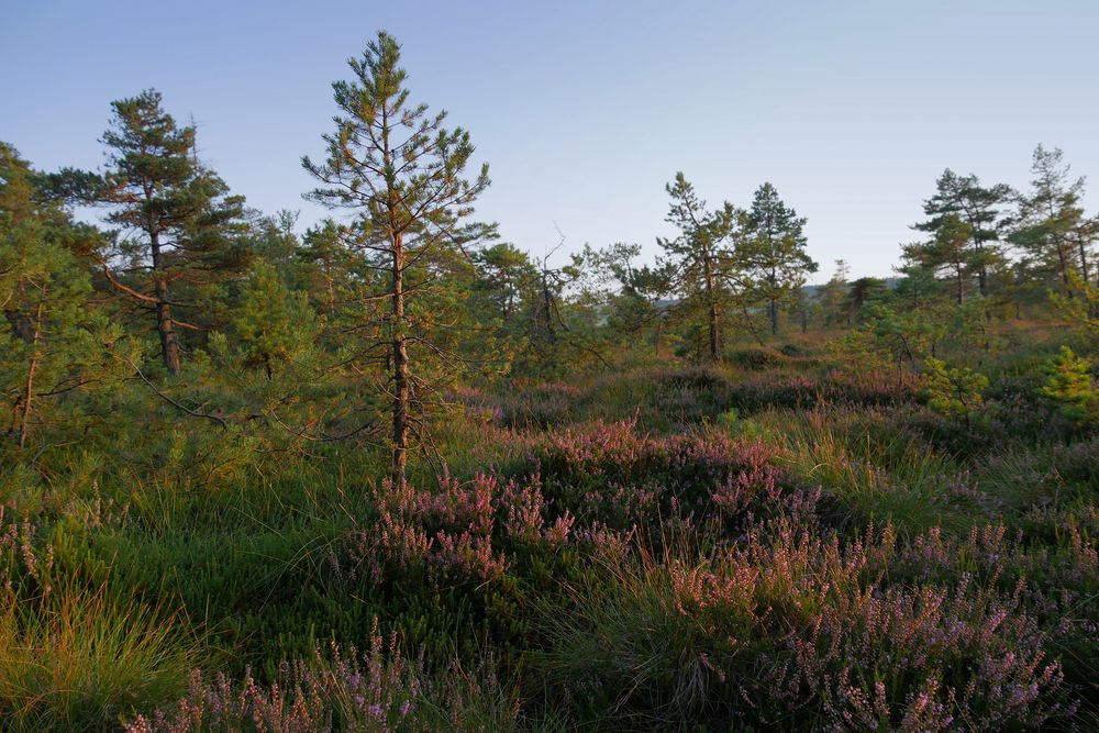 im schwarzen Moor