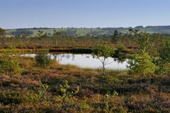 im schwarzen Moor