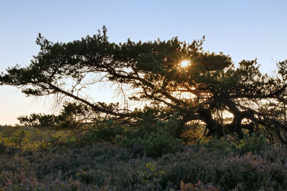 im schwarzen Moor