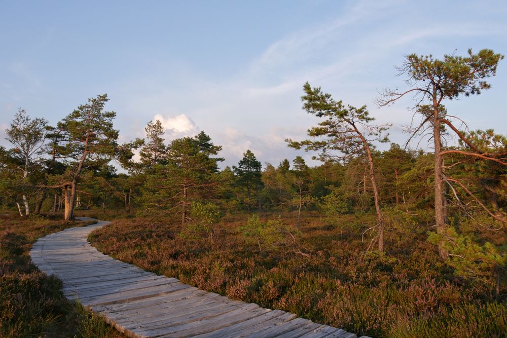 im schwarzen Moor