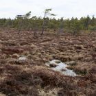 im Schwarzen Moor in der Rhön