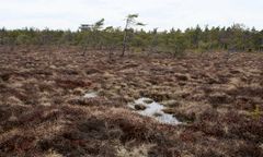 im Schwarzen Moor in der Rhön