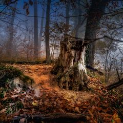 Im schwarzen Wald ist es manchmal Bunt 