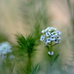Im Schwarzkümmelwald ...