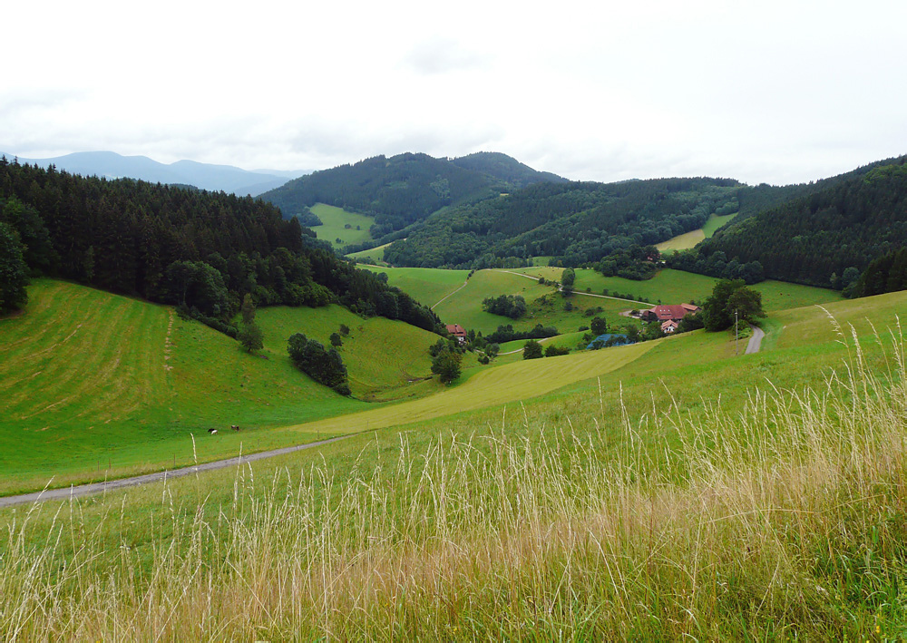 Im Schwarzwald