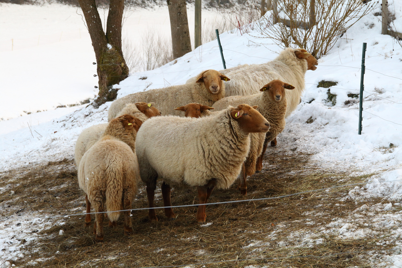 Im Schwarzwald